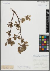 Foto von Salix alpina Scop. x Salix breviserrata Flod.